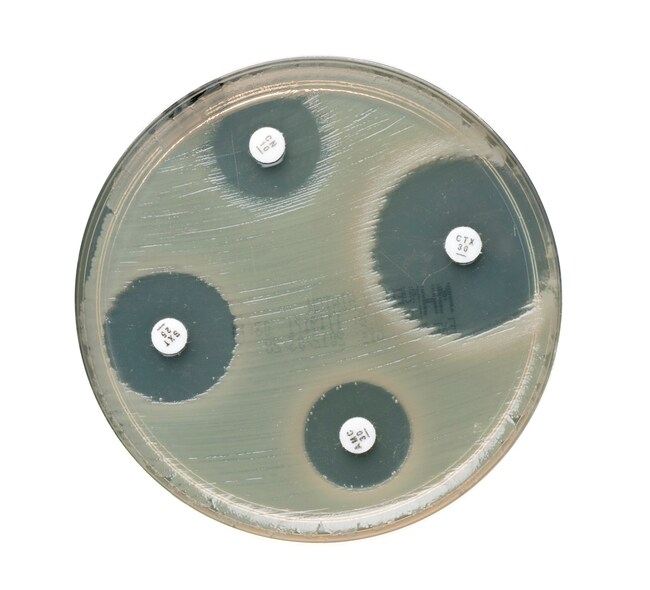 Oxoid&trade; Cephalothin Antimicrobial Susceptibility discs, 30 &mu;g